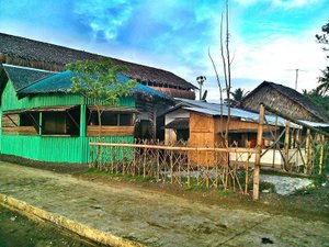 Crazy Coconut in Luzon
