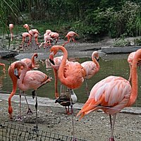 ZOO Ostrava flamingos