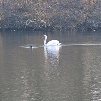Cisne