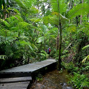 Daintree Siesta rainforest boardwalk for guests