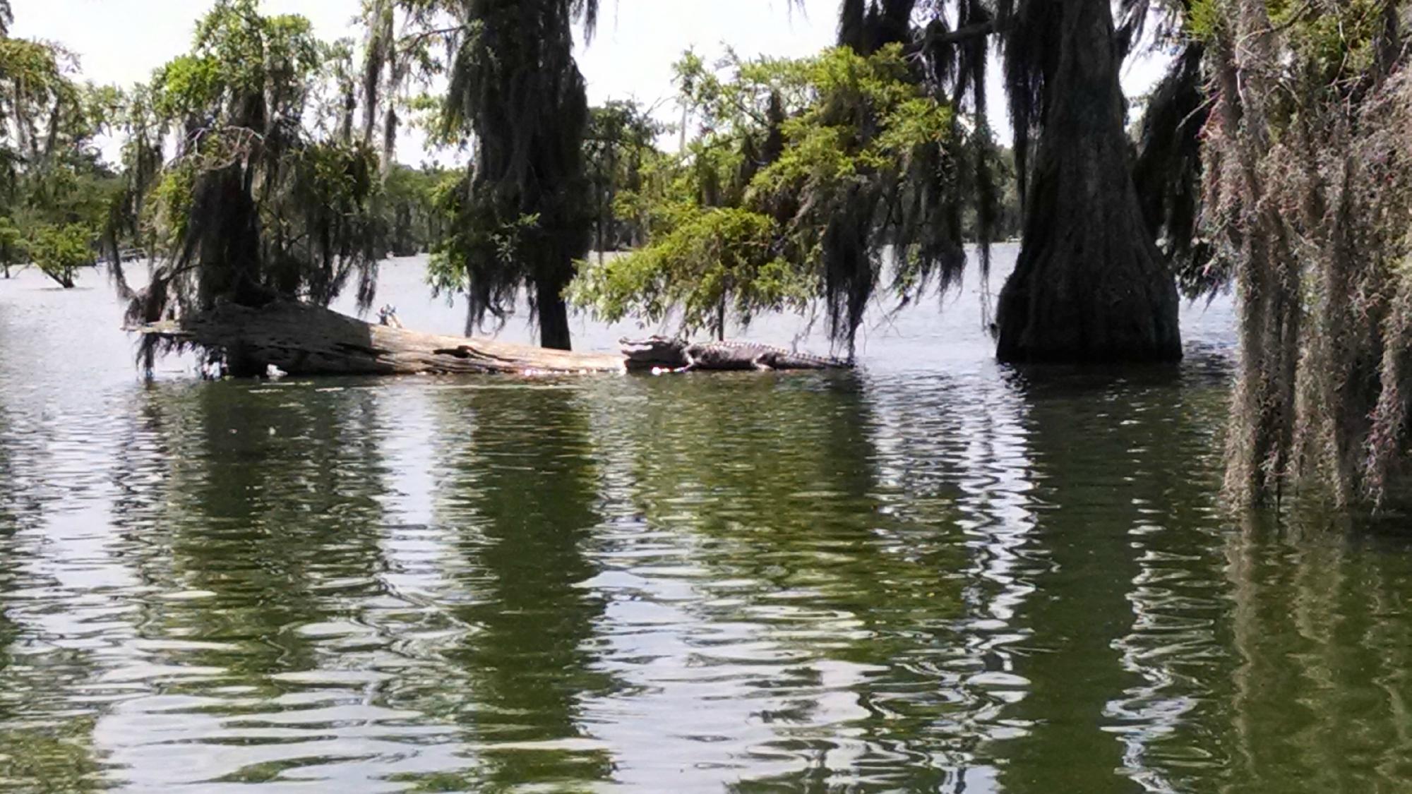 BAYOU TECHE EXPERIENCE (Breaux Bridge) - Qué SABER Antes De Ir