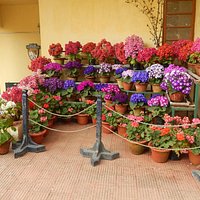 flower in museum