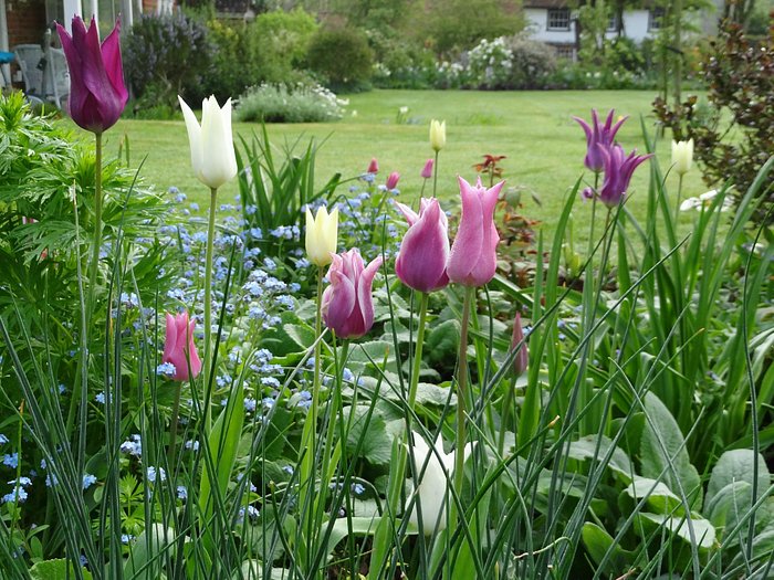 Rosemary garden in April 2014: lilyflowered tulips
