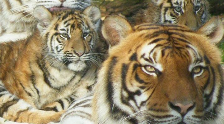 Notre famille de tigres.