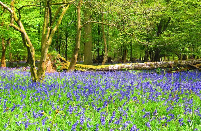 Ashridge bluebell walk May 2014