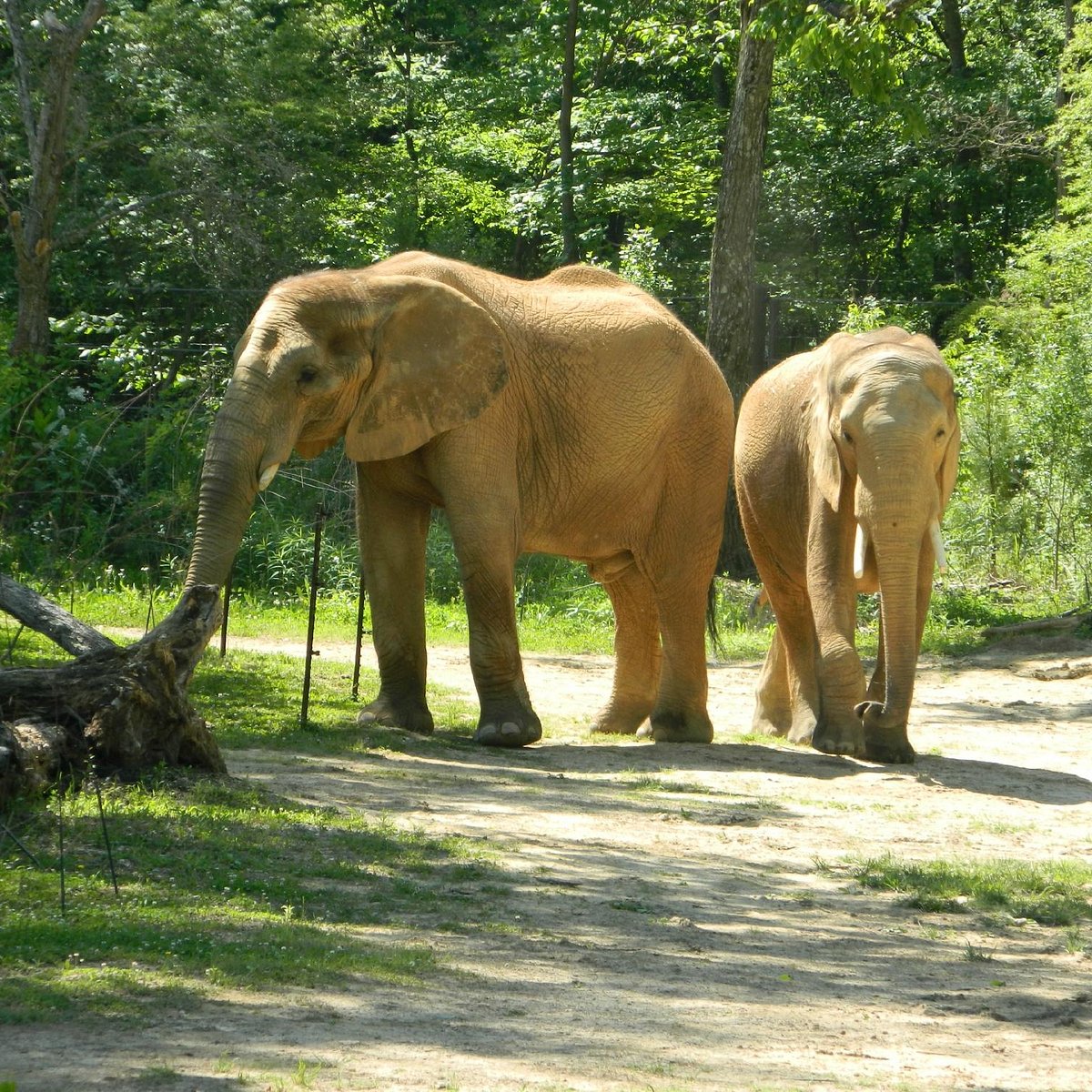 zoo safari birmingham al