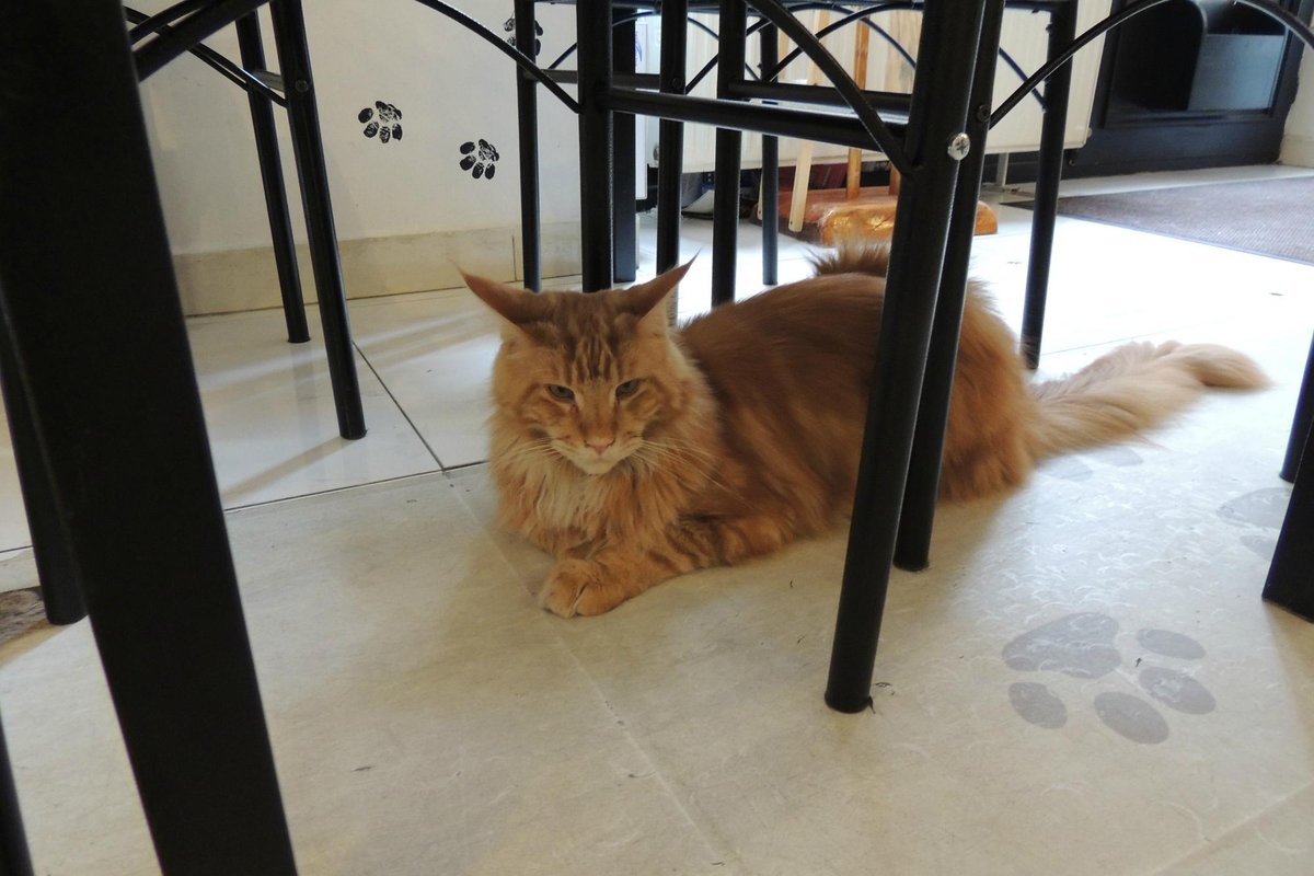 Cat Cafe Budapest, Будапешт: лучшие советы перед посещением - Tripadvisor