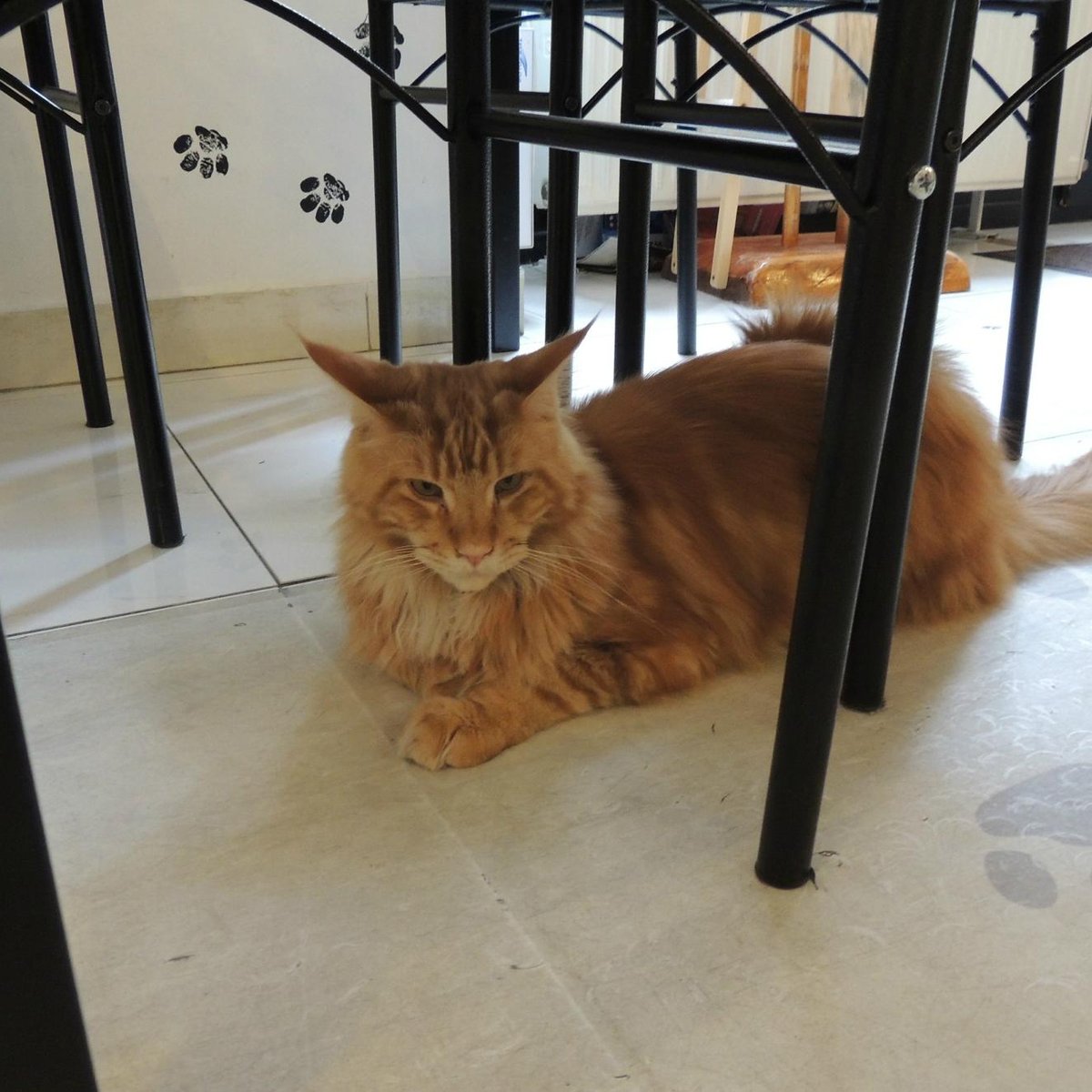 Cat Cafe Budapest, Будапешт: лучшие советы перед посещением - Tripadvisor