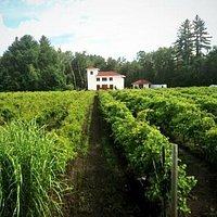Fulchino Vineyard