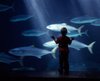 twooceansaquarium