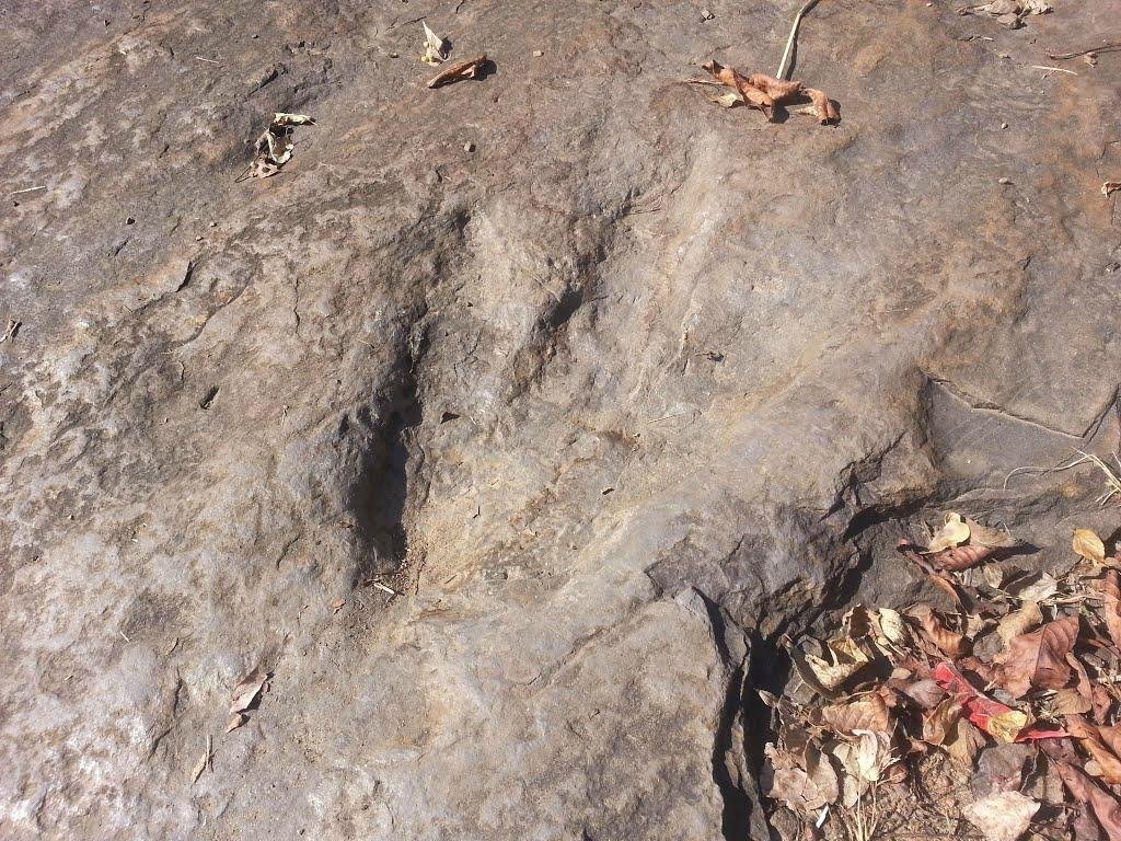 2022 Dinosaur Footprints   Dinosaur Footprints 