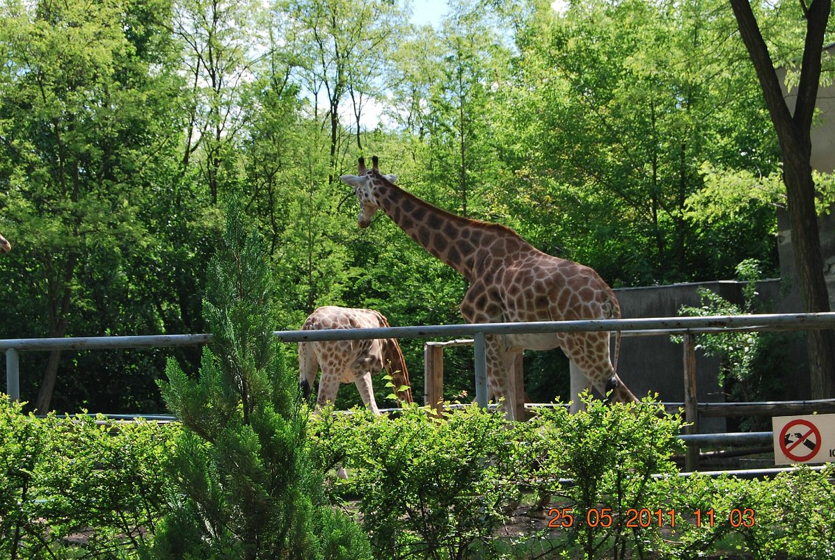 Orientarium Zoo Lodz, Лодзь: лучшие советы перед посещением - Tripadvisor