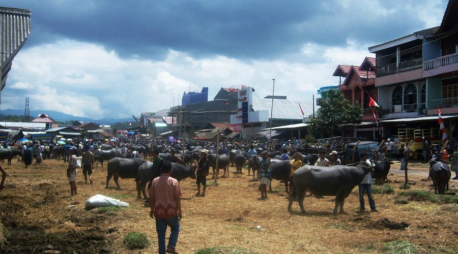 RANTEPAO LIVESTOCK MARKET: Tutto quello che c'è da sapere