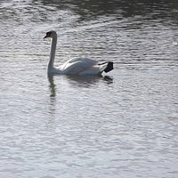 Swan on Lake Morton