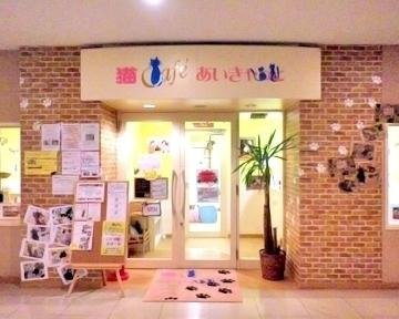 Cat Cafe Ai Cat Fukushima All You Need To Know Before You Go