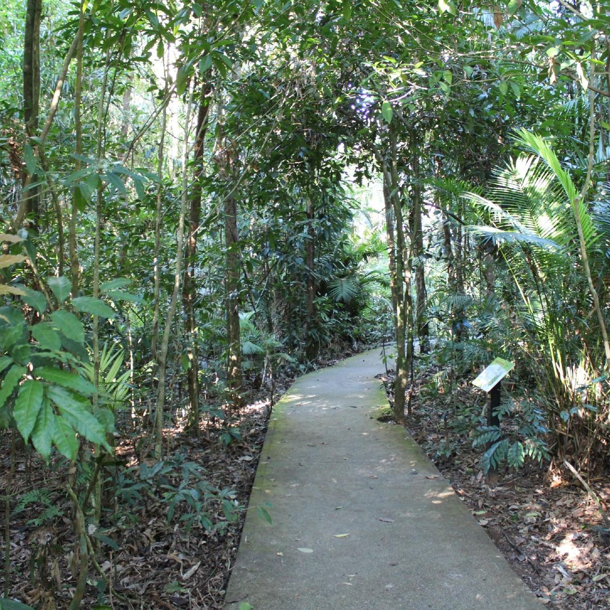 Dubuji Boardwalk (Cape Tribulation): All You Need to Know