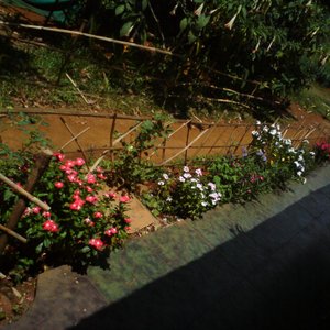 Nice Flowers