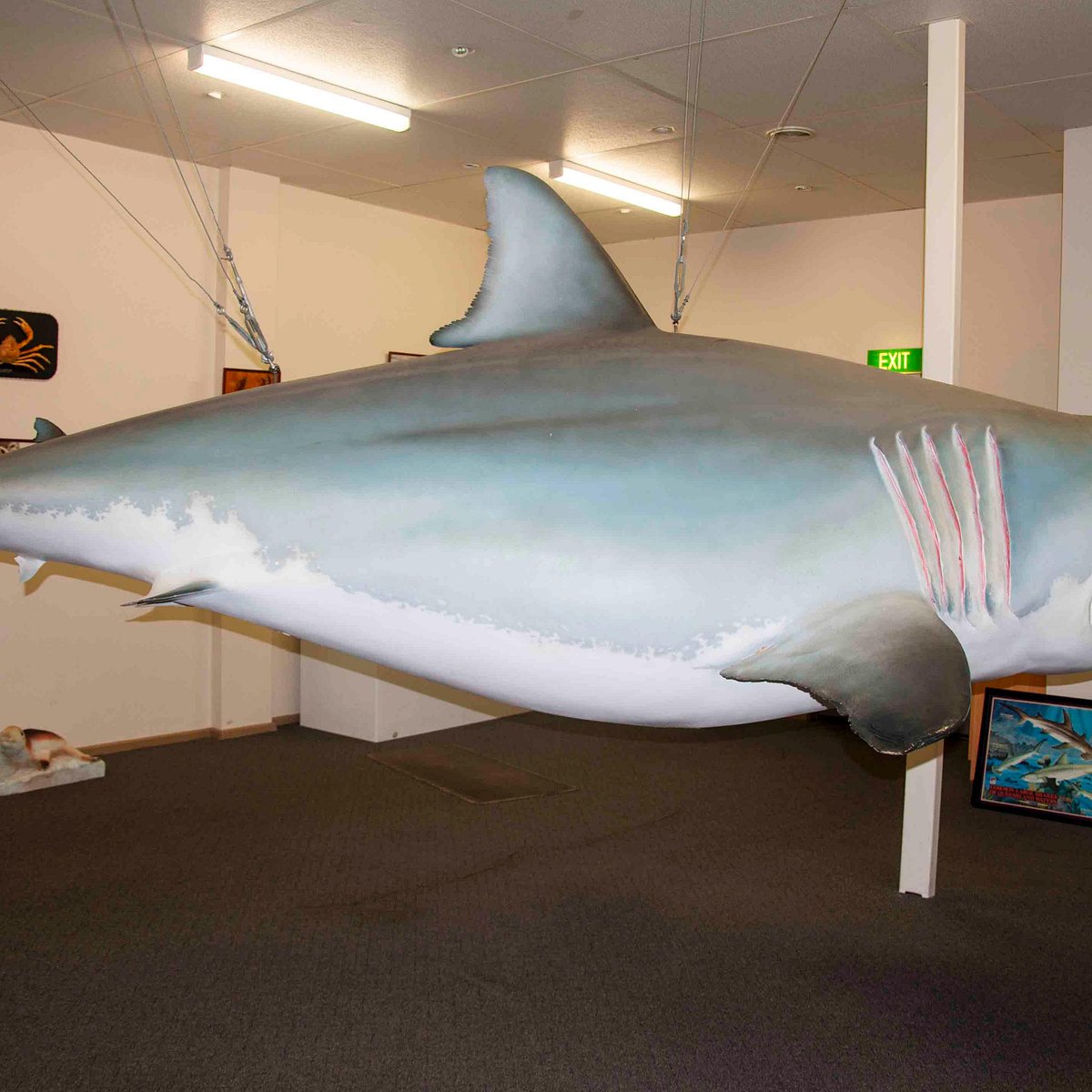 Great White Shark Replica - All You Need to Know BEFORE You Go (2024)