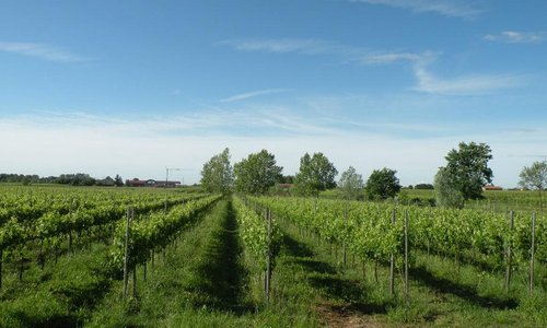 Vigneto bio