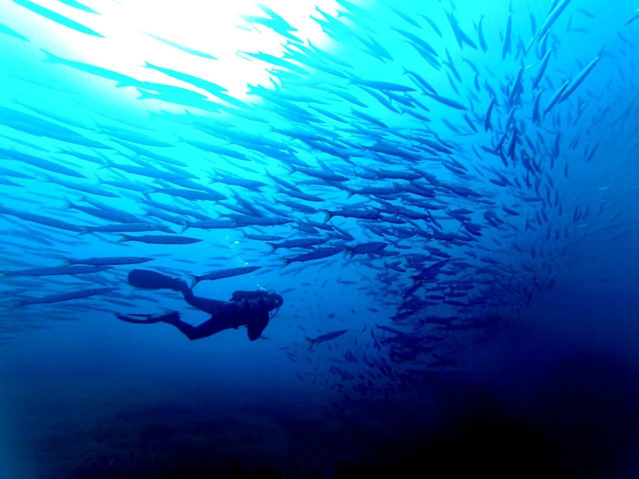 Diving dragonera - Port dAndratx - Diving dragonera의 리뷰 - 트립어드바이저