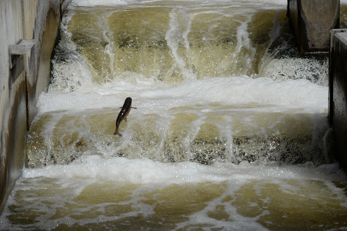 Fish Ladder - All You Need to Know BEFORE You Go (2024)