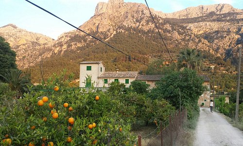 Farmhouse,  orange grove, and majestic mountains of Mallorca as seen approaching Ecovinyassa.