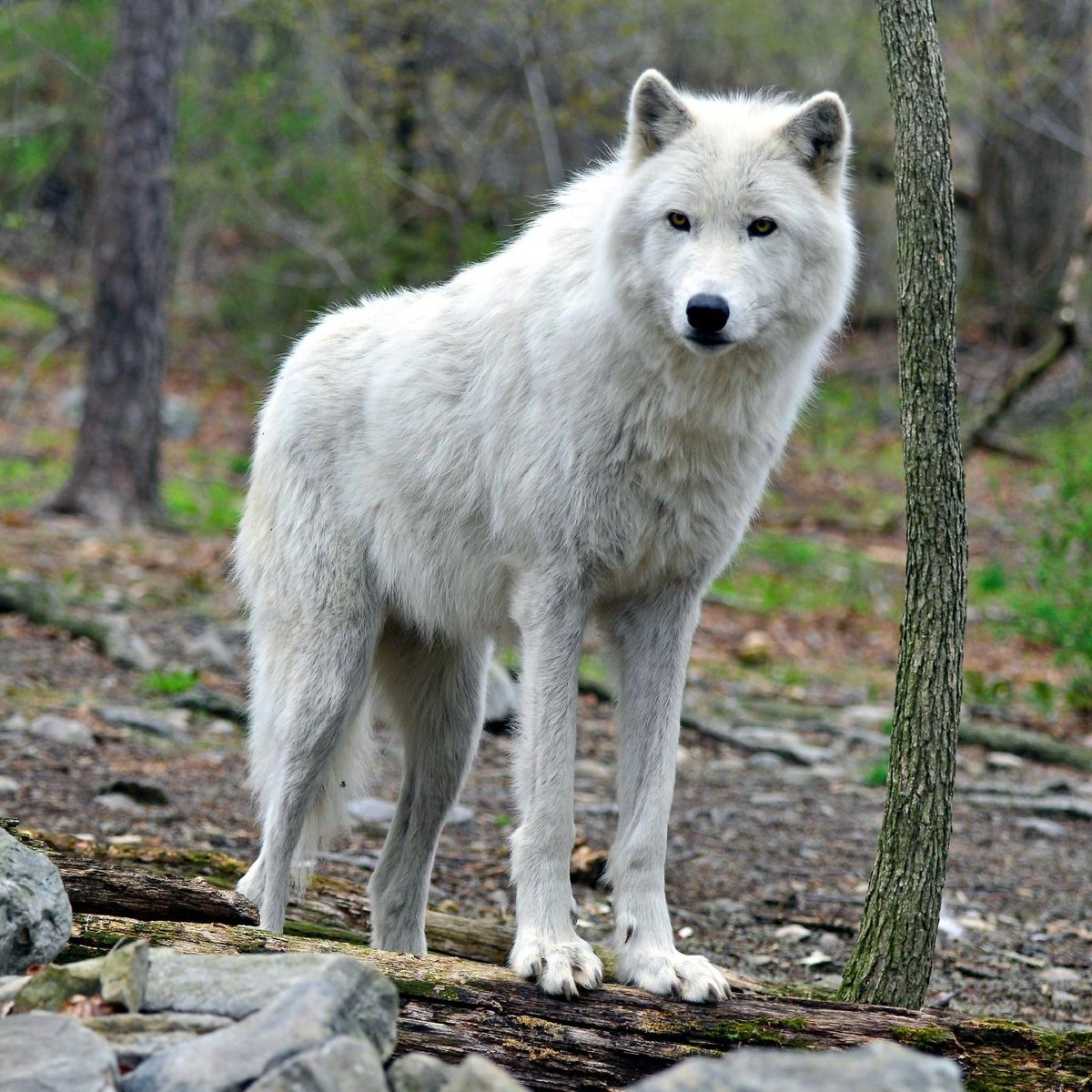 Could you guys please rate my mask? It's my first ever mask that I made and  it's supposed to be an Arctic wolf. ( I know that gear is not necessary to