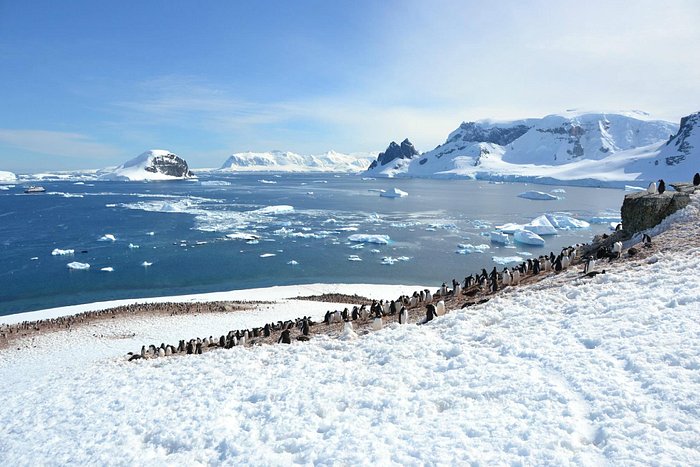 antarctica tours Danco Island