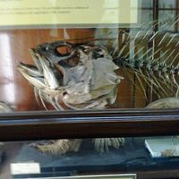 Serpente