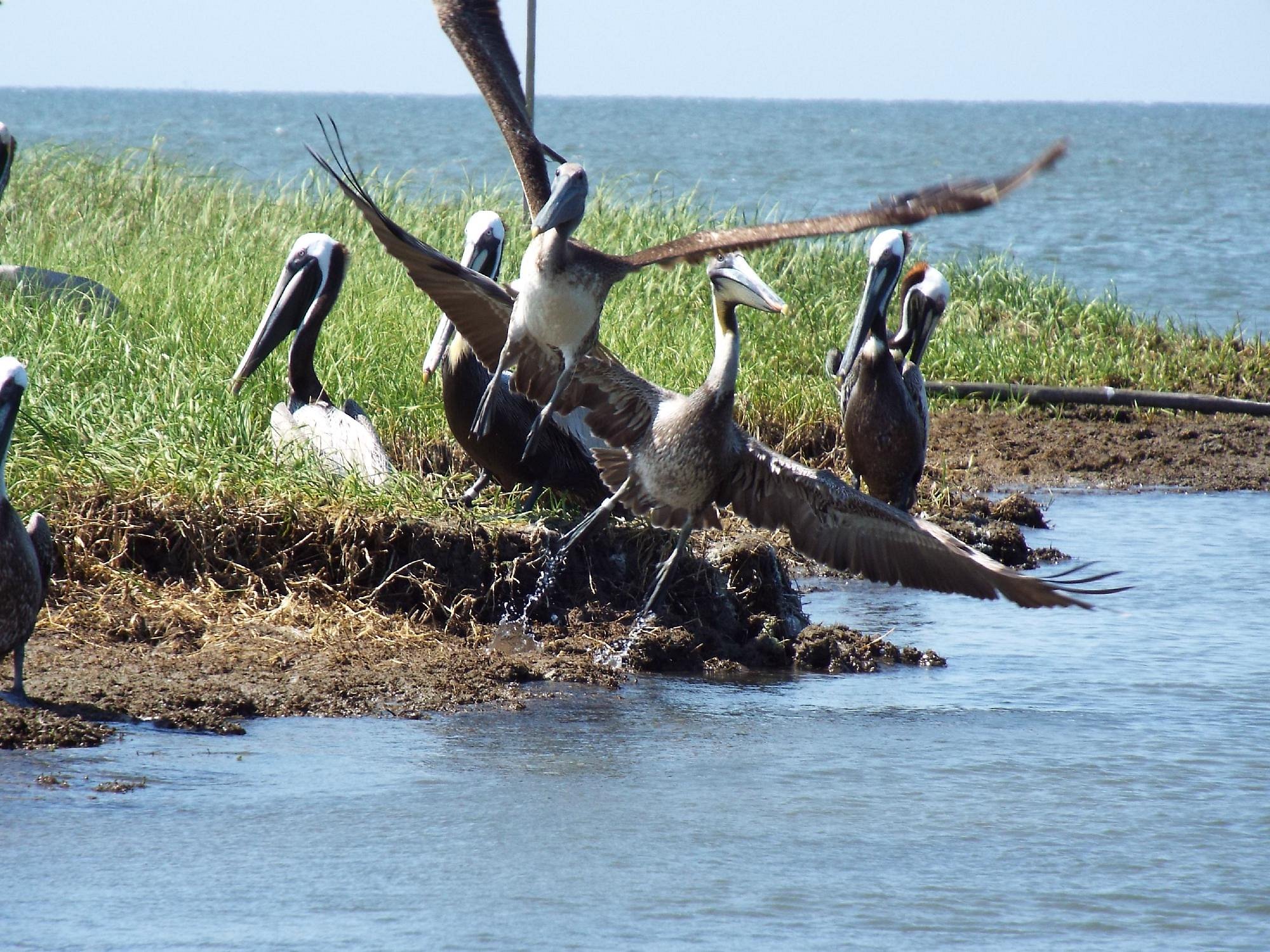 portsmouth island boat tours ocracoke