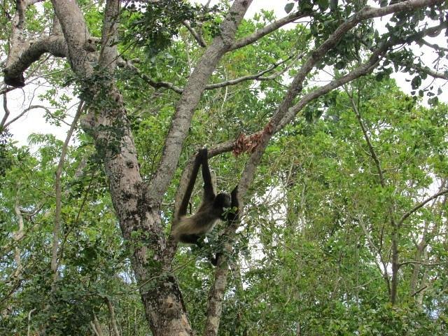 Refuge for the Brown-headed Spider Monkey – Rainforest Trust