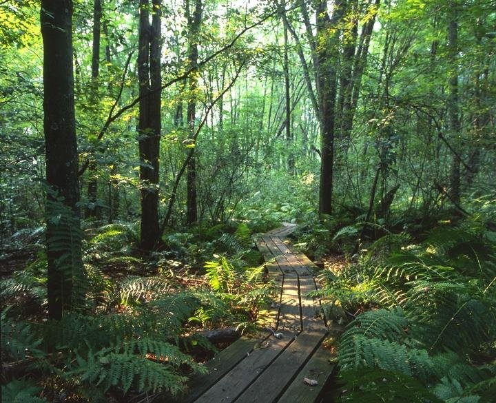 Brown's Lake Bog Nature Preserve - All You Need to Know BEFORE You Go ...