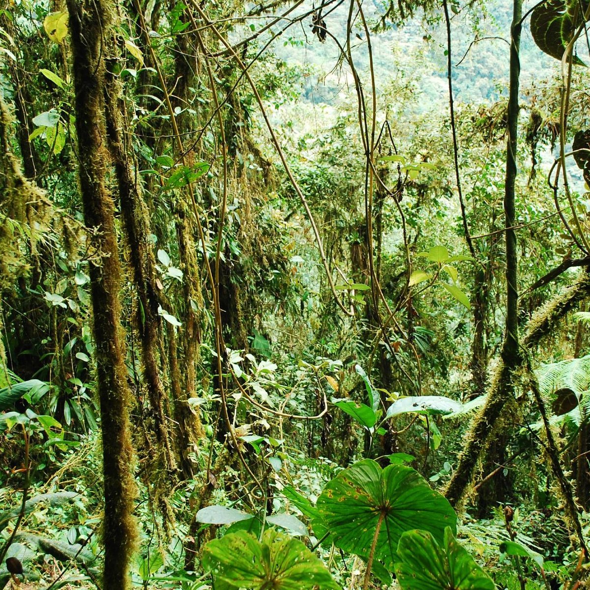 Pacha Quindi Nature Refuge - All You Need to Know BEFORE You Go (2024)