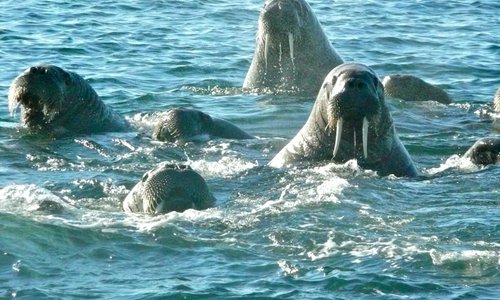 Boat trip from the hotel: Walruses