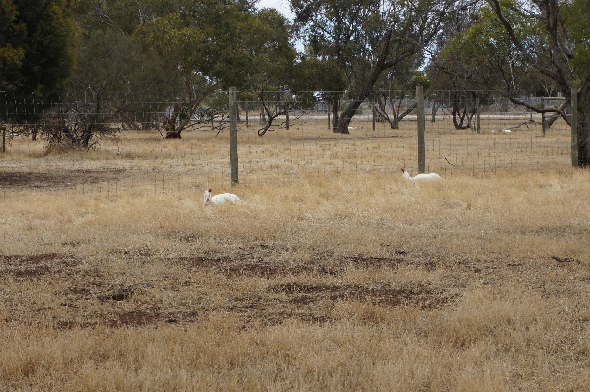 MAPPERLEY B & B (Bordertown, Australia): Prezzi E Recensioni 2024