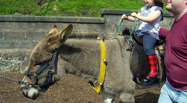 donkey ride