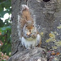 A squirrel we had just hand fed eating :)