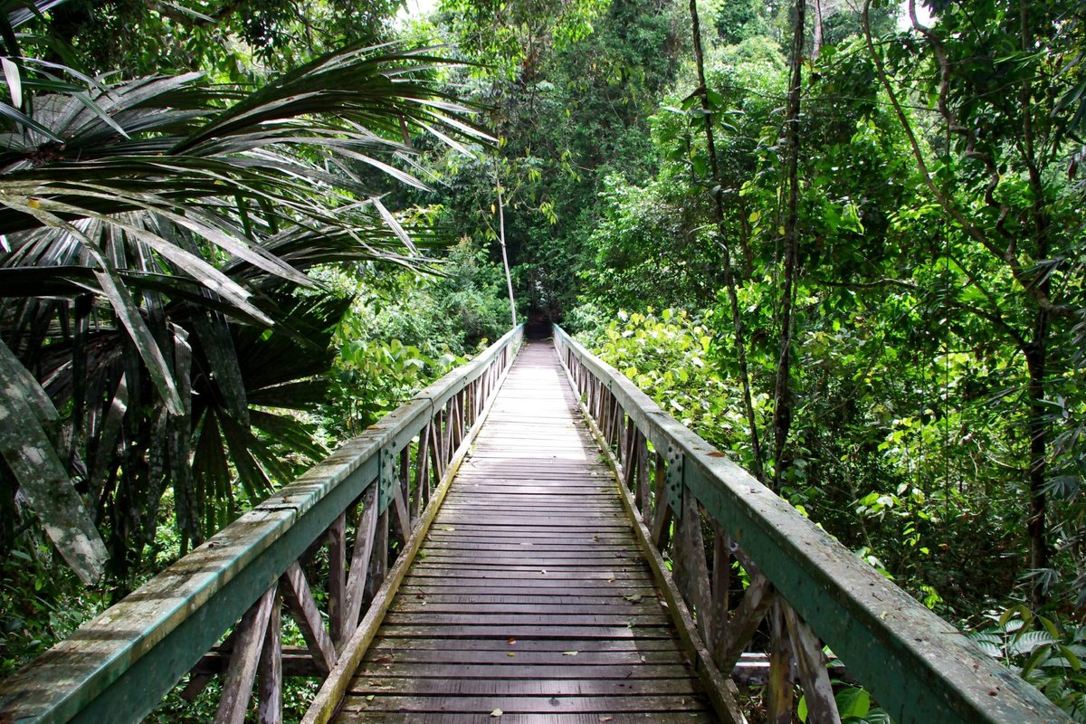 Lambir Hills National Park - O que saber antes de ir (ATUALIZADO 2023)