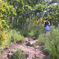 Lush vegetation