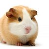 wildguineapig