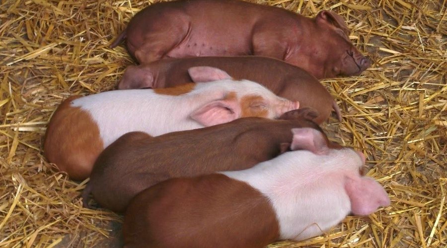 Las crías de cerdo ecológico descansando
