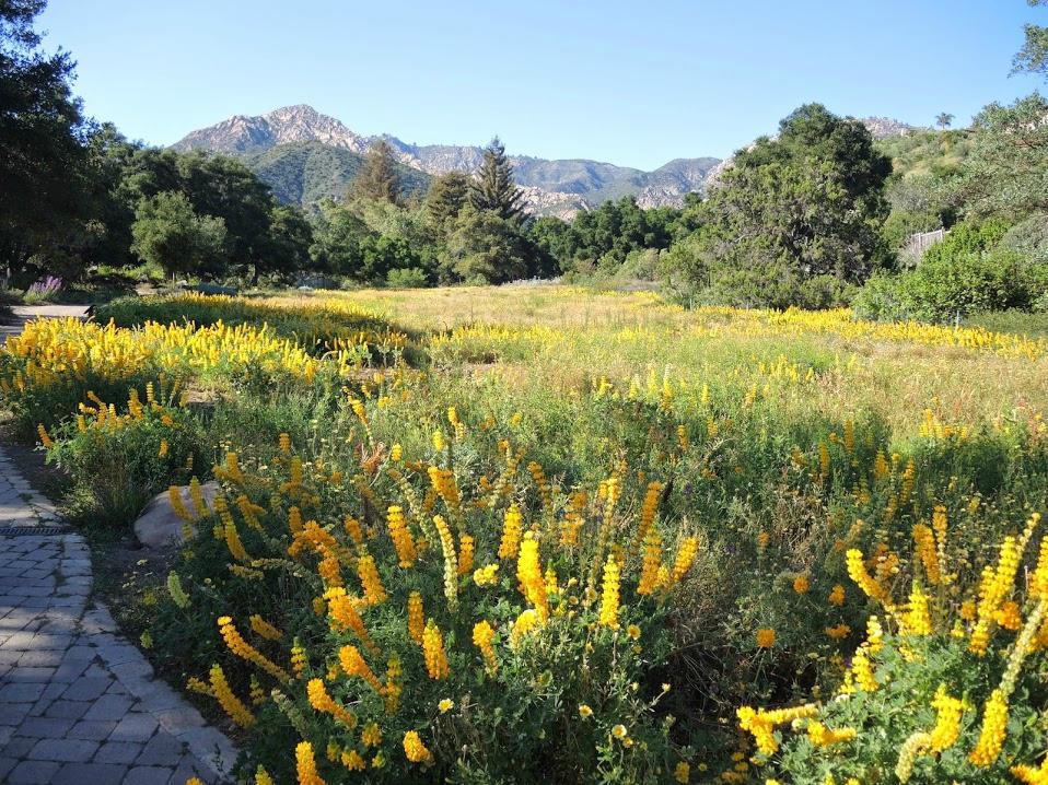 Santa Barbara Botanic Garden All You Need To Know BEFORE You Go   Santa Barbara Botanic 