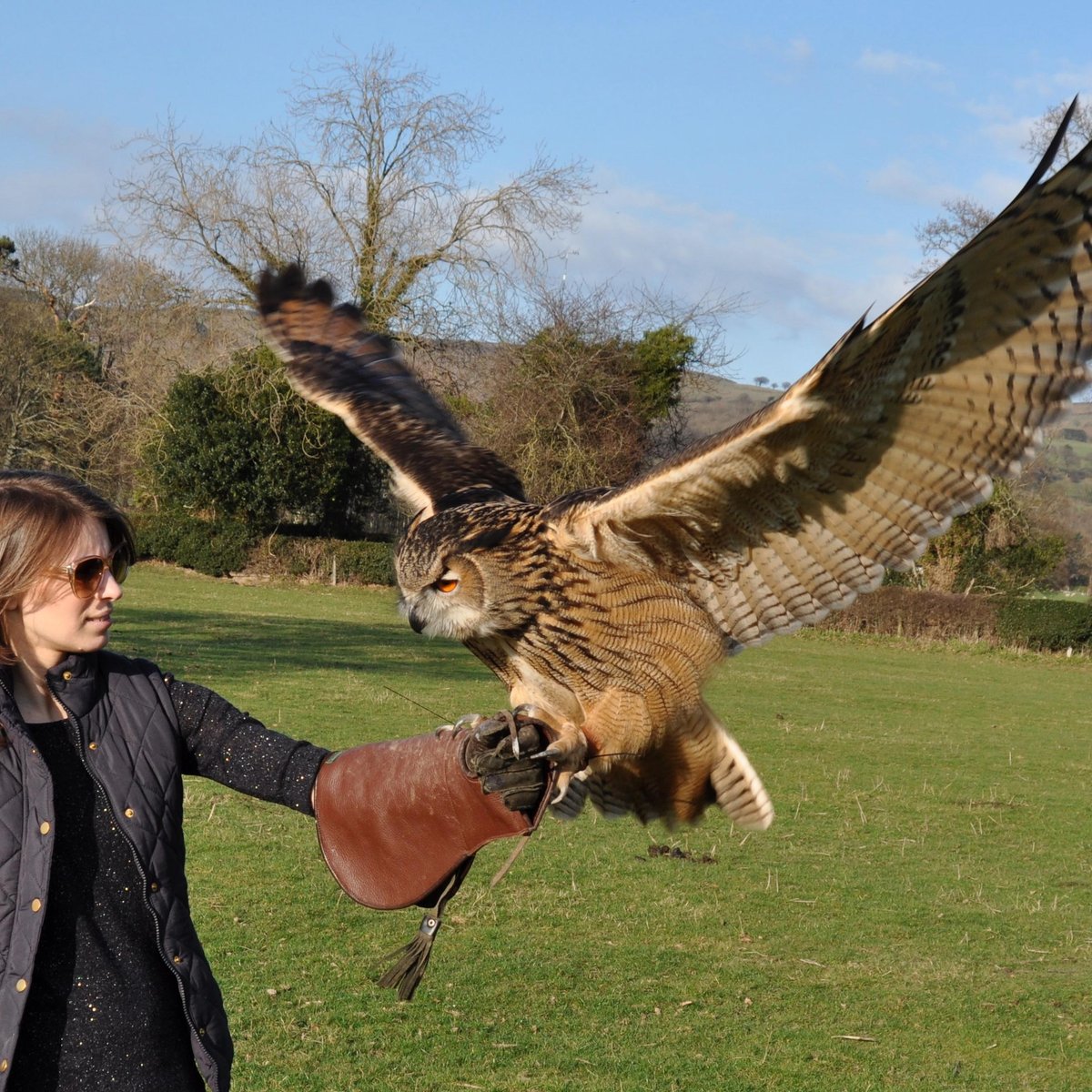 Birds of prey experiences in Wales, Things to do