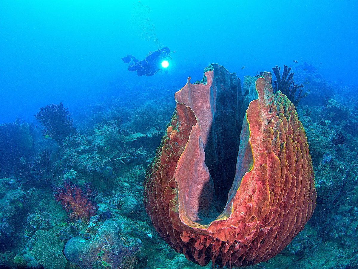 22年 Madang Resort Scuba Diving 行く前に 見どころをチェック トリップアドバイザー