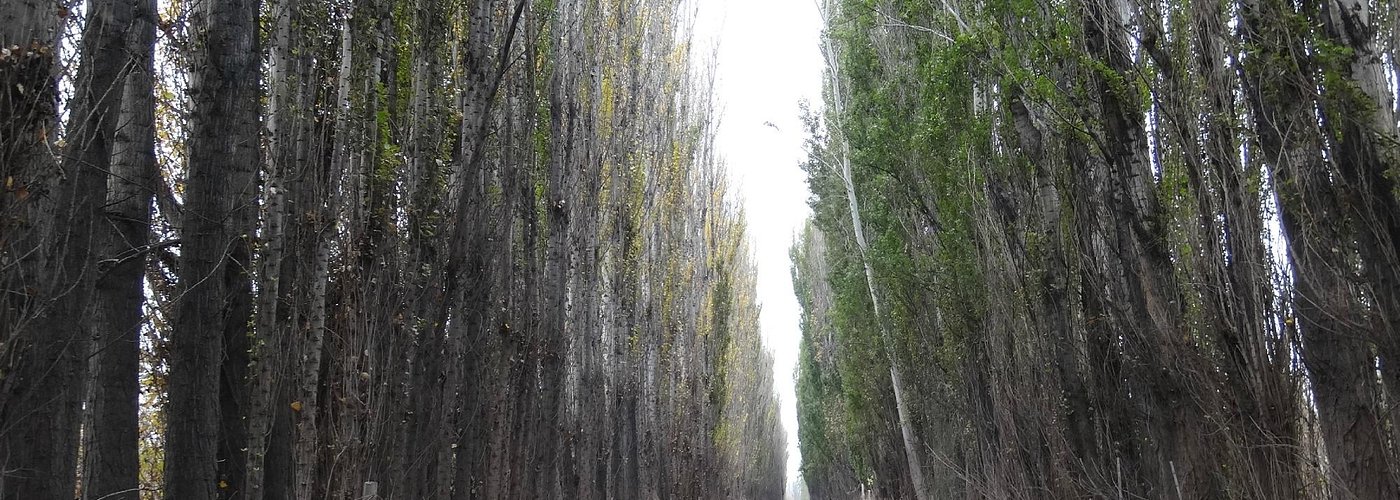 Cultural Tour in the Line Sur of Río Negro