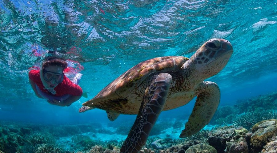 Come and meet our friendly and inquisitive turtles