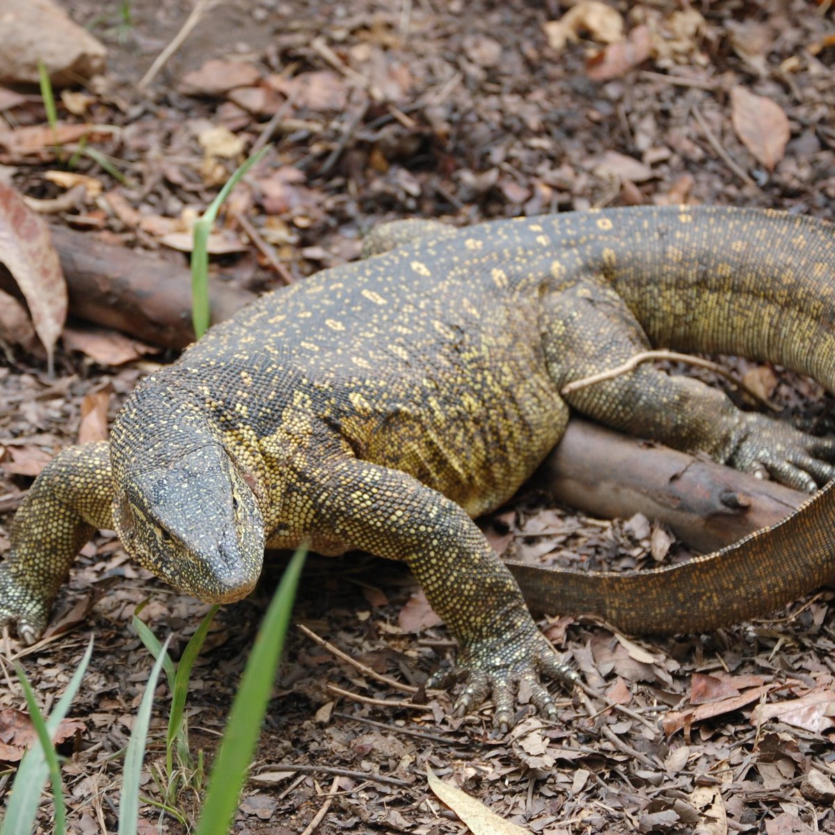 Uganda Reptile Village, Энтеббе: лучшие советы перед посещением -  Tripadvisor