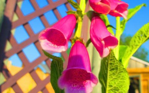 Foxgloves