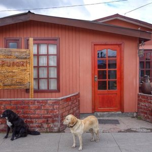 Patty's super friendly doggies outside the b&b