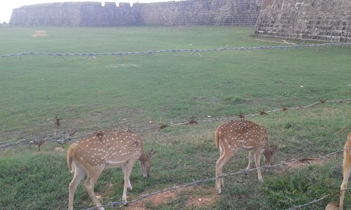 Fort Frederick deer.